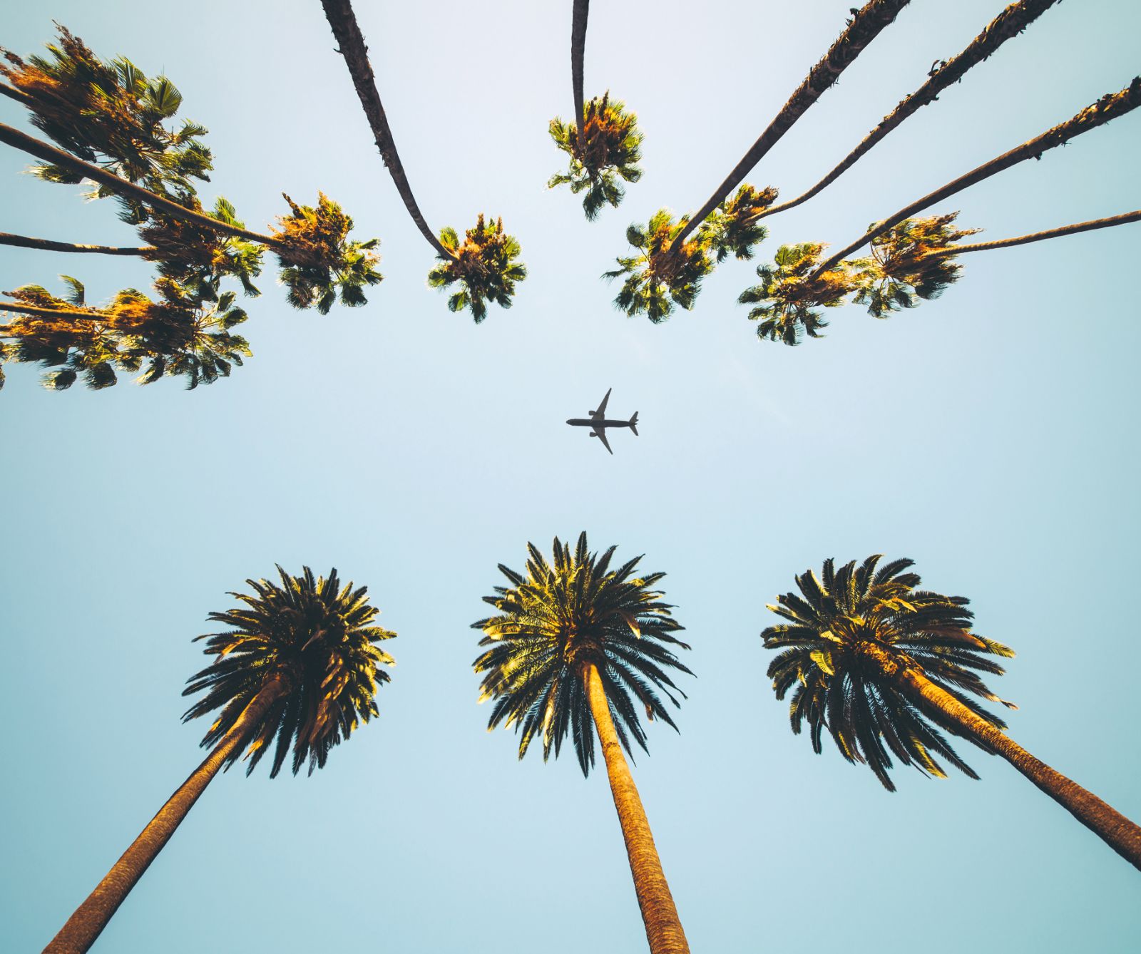 Plane captured between palm trees